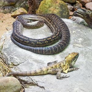Frilled Dragon and Australian Scrub Python