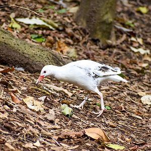 Buff-banded Rail