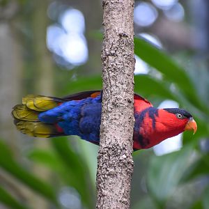 Black-capped Lory