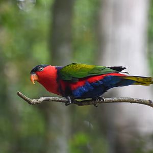 Black-capped Lory