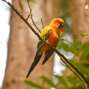 Sun Conure