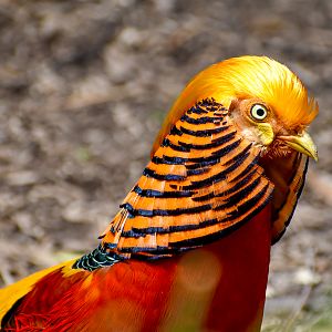 Golden Pheasant