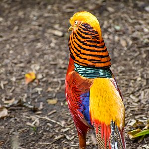 Golden Pheasant