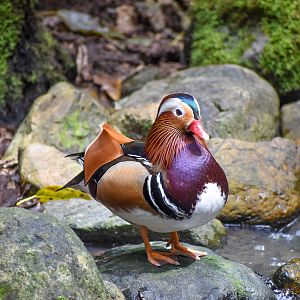 Mandarin Duck