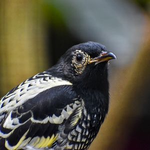 Regent Honeyeater