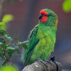 Little Lorikeet