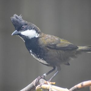 Eastern Whipbird