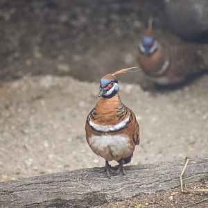 Spinifex Pigeons