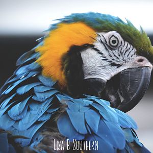 blue and gold macaw
