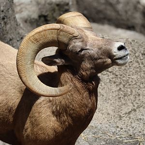 Rocky Mountain bighorn sheep (Ovis canadensis canadensis)