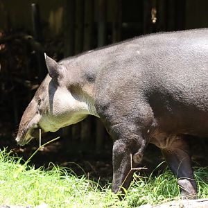 Baird's tapir (Tapirus bairdii)