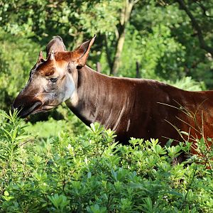 Okapi (Okapia johnstoni)