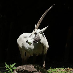 Arabian Oryx  (Oryx leucoryx)