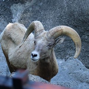 Rocky Mountain bighorn sheep (Ovis canadensis canadensis)