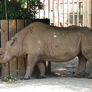 Eastern Black Rhinoceros (Diceros bicornis michaeli)
