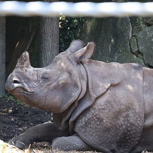 Indian rhinoceros (Rhinoceros unicornis)