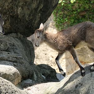 Chinese bharal (Pseudois nayaur szechuanensis)