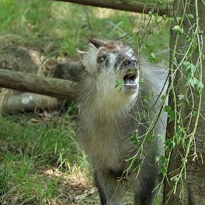 Japanese Serow (Capricornis crispus)