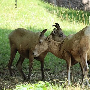 Rocky Mountain Bighorn Sheep (Ovis canadensis canadensis)