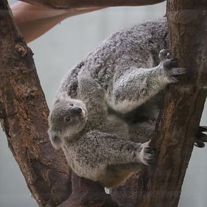 Koala (Phascolarctos cinereus)