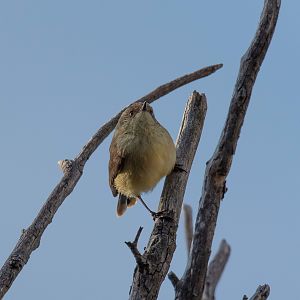 Buff-rumped Thornbill