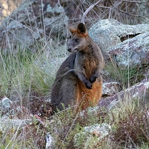 Swamp Wallaby