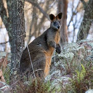 Swamp Wallaby