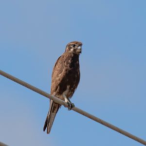 Brown Falcon