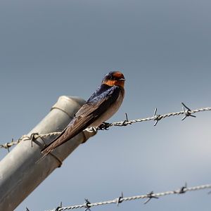 Welcome Swallow