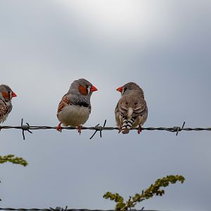 Zebra Finches