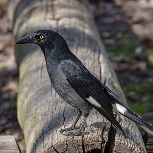 Pied Currawong
