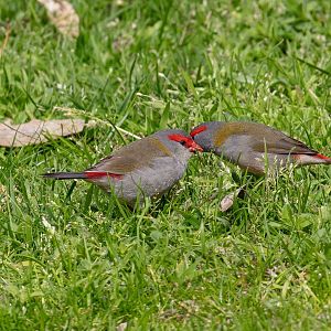 Red-browed Finch