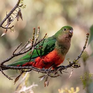 Australian King Parrot female