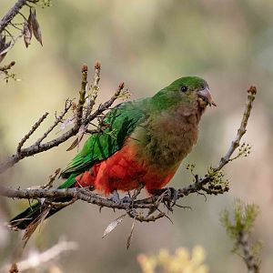 Australian King Parrot female