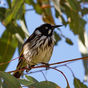 New Holland Honeyeater