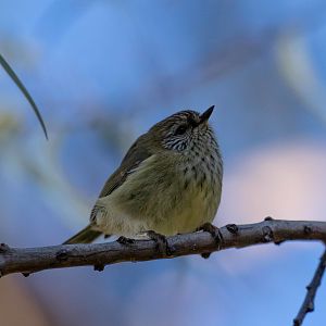 Striated Thornbill