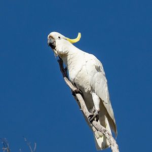 Sulphur-crested Cockatoo