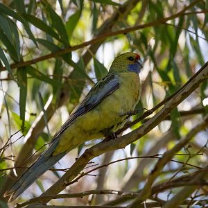 Yellow Rosella