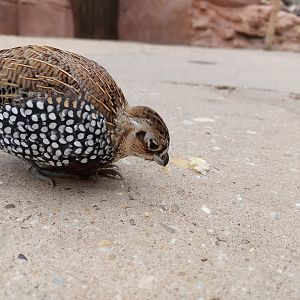Montezuma quail