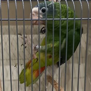 Hispaniolan amazon - Amazona ventralis - juvenile