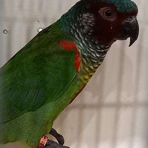 Venezuelan conure - Pyrrhura emma