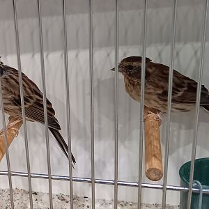 Yellow-throated bunting-pair - Emberiza elegans