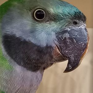 Red-breasted parakeet - Psittacula alexandri