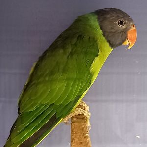 Slaty-headed parakeet - Psittacula himalayana