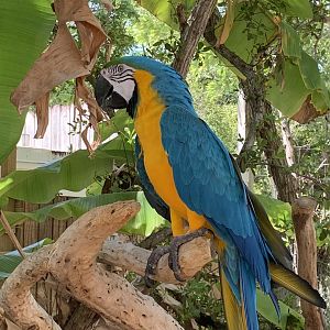 Blue-and-Yellow Macaw