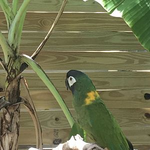 Golden-collared Macaw