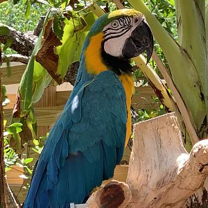Blue-and-Yellow Macaw