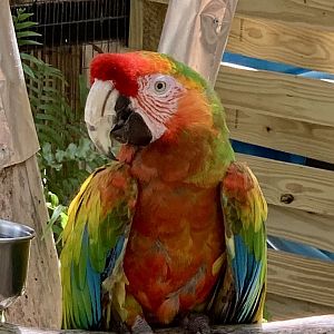 Hybrid Macaw