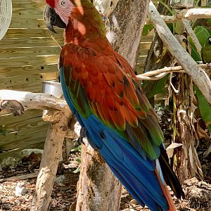 Hybrid Macaw