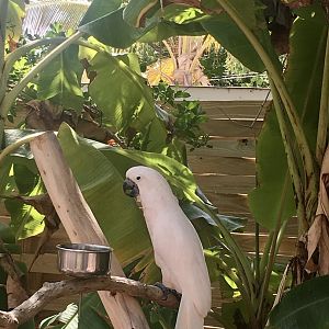 Cockatoo